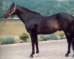 stallion Tesco Boy xx (Thoroughbred, 1963, from Princely Gift xx)