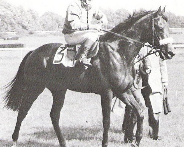 stallion Esclavo xx (Thoroughbred, 1976, from Viceregal xx)