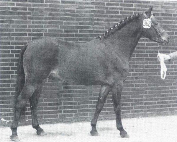 stallion Sir (Welsh-Pony (Section B), 1968, from Shawbury Bittermint)