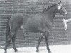 Deckhengst Sir (Welsh Pony (Sek.B), 1968, von Shawbury Bittermint)
