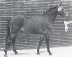 stallion Sir (Welsh-Pony (Section B), 1968, from Shawbury Bittermint)