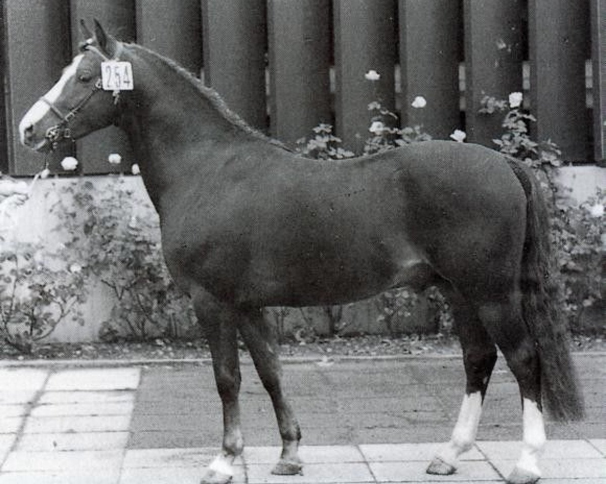 stallion Shalom (Welsh-Pony (Section B), 1972, from Sir)