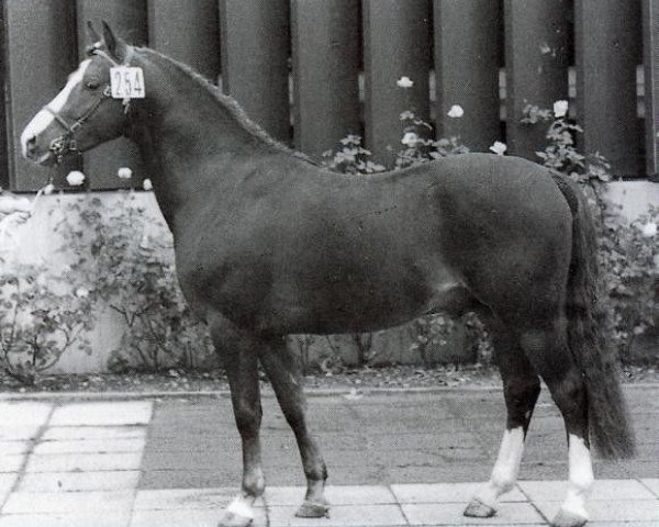Pferd Shalom (Welsh Pony (Sek.B), 1972, von Sir)