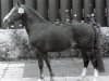 Deckhengst Shalom (Welsh Pony (Sek.B), 1972, von Sir)