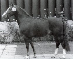 Deckhengst Shalom (Welsh Pony (Sek.B), 1972, von Sir)