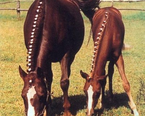 broodmare Suleika (German Riding Pony, 1976, from Shalom)