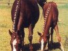 horse Suleika (German Riding Pony, 1976, from Shalom)