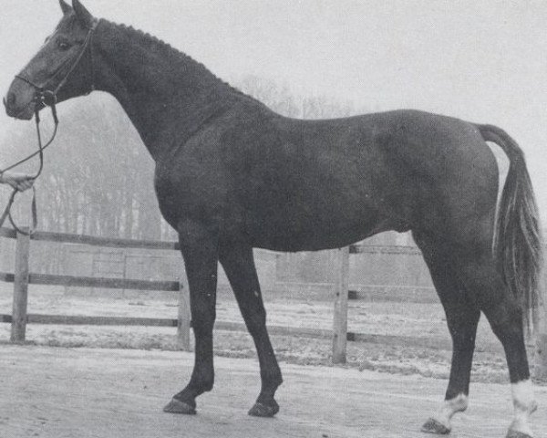 stallion Weltmann (Hanoverian, 1973, from Wendekreis)