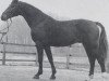 stallion Weltmann (Hanoverian, 1973, from Wendekreis)