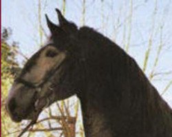 Deckhengst Nilo (Lusitano, 1971, von Firme)