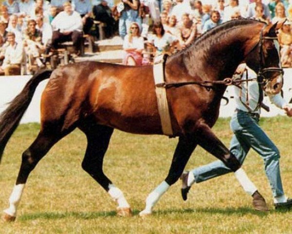 stallion Ribot (Westphalian, 1978, from Ramiro Z)
