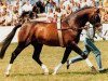 horse Ribot (Westphalian, 1978, from Ramiro Z)
