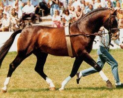 stallion Ribot (Westphalian, 1978, from Ramiro Z)