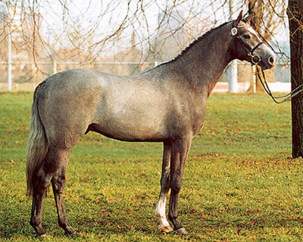 stallion Caproni (Holsteiner, 1999, from Cor de la Bryère)
