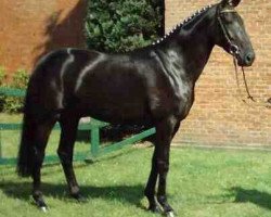 broodmare Dollarfuerstin (Westphalian, 2000, from Don Bedo I)