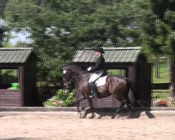 dressage horse Riano 10 (Westphalian, 2002, from Rockwell)