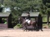 dressage horse Riano 10 (Westphalian, 2002, from Rockwell)