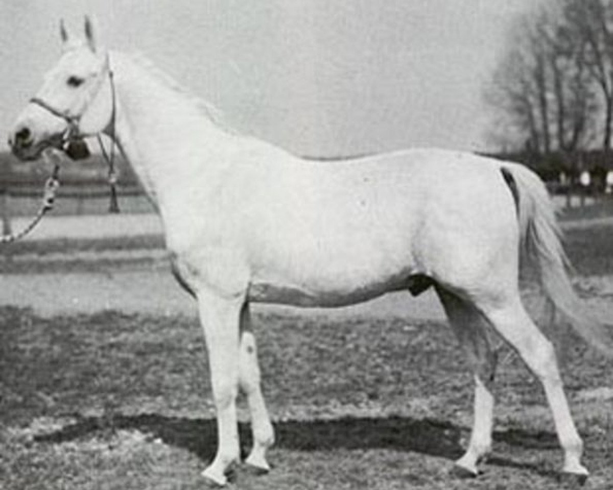 stallion Enwer Bey 1923 ox (Arabian purebred, 1923, from Abu Mlech 1902 ox)