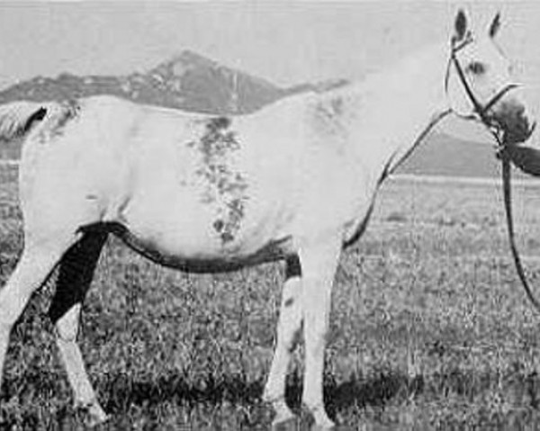 broodmare Taraszcza 1937 ox (Arabian thoroughbred, 1937, from Enwer Bey 1923 ox)