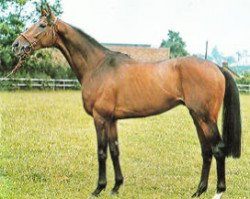 stallion Selhurst xx (Thoroughbred, 1968, from Charlottesville xx)