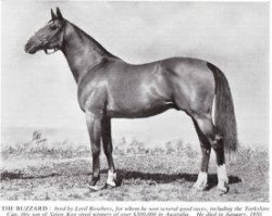 stallion The Buzzard xx (Thoroughbred, 1926, from Spion Kop xx)