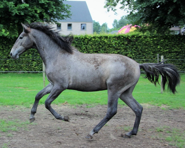 horse Moscatel EV (Cruzado, 2020, from Jalisco Larios)