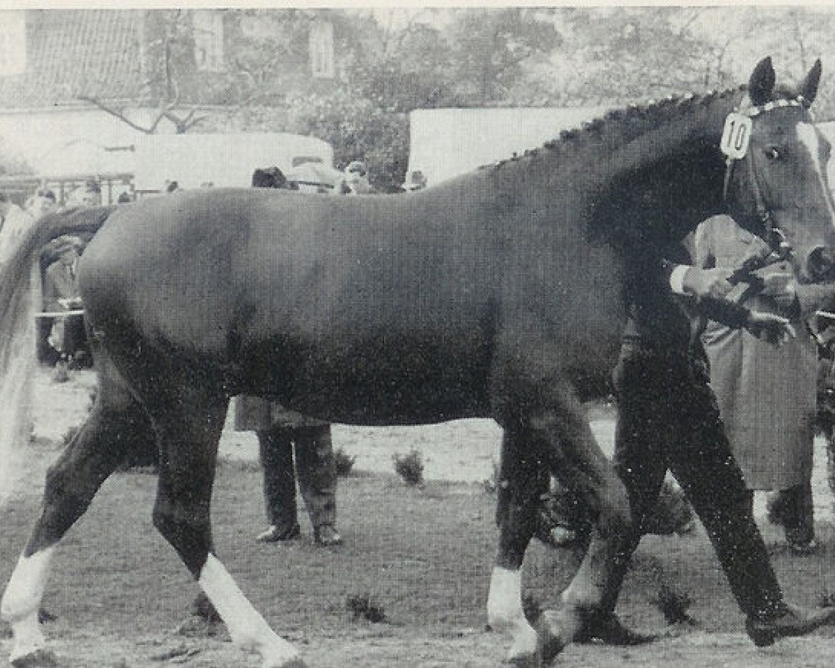 stallion Eclatant (Hanoverian, 1963, from Duellant 3586)