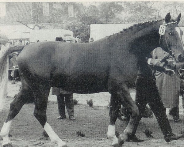 stallion Eclatant (Hanoverian, 1963, from Duellant)