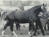 stallion Eclatant (Hanoverian, 1963, from Duellant)