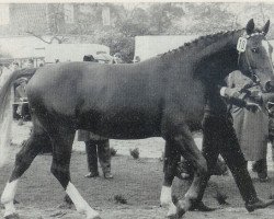 stallion Eclatant (Hanoverian, 1963, from Duellant 3586)