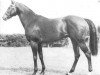 stallion Le Lavandou xx (Thoroughbred, 1944, from Djebel xx)