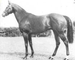 stallion Le Lavandou xx (Thoroughbred, 1944, from Djebel xx)