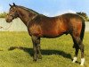 stallion Le Levanstell xx (Thoroughbred, 1957, from Le Lavandou xx)