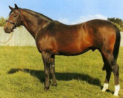 stallion Le Levanstell xx (Thoroughbred, 1957, from Le Lavandou xx)