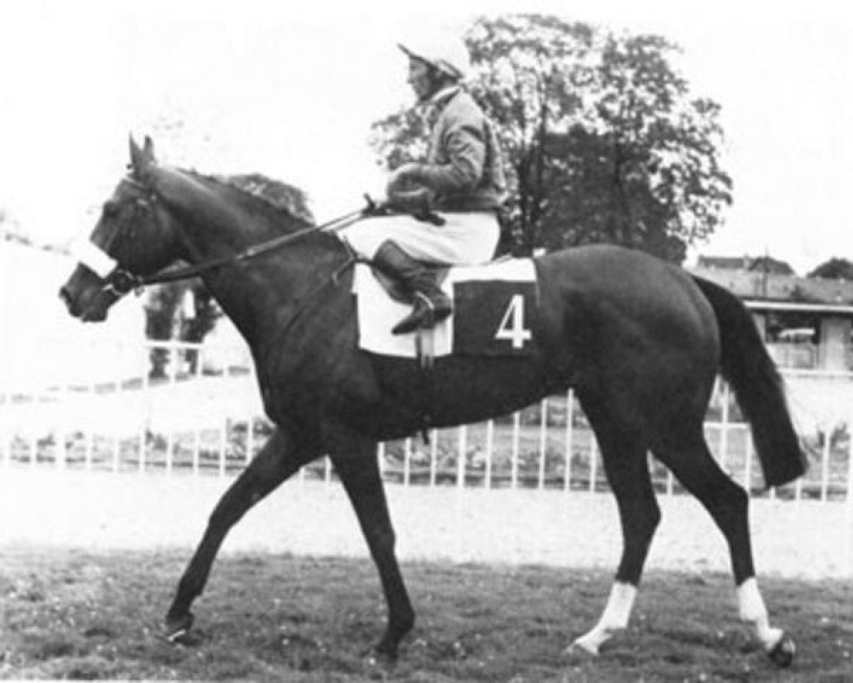 stallion My Swallow xx (Thoroughbred, 1968, from Le Levanstell xx)