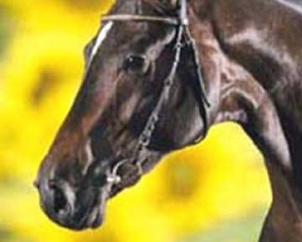 dressage horse Fineliner 2 (Hanoverian, 2005, from Florencio I)