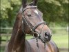 dressage horse Rabea SL (Rhinelander, 2004, from Rosario 37)