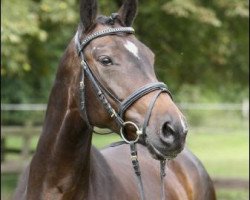 dressage horse Rabea SL (Rhinelander, 2004, from Rosario 37)