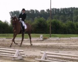 horse Tocade De La Brise Du Fays (Belgian Warmblood, 2003, from Apache du Forest)