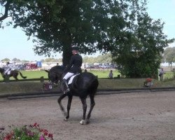 dressage horse Robinson S. (Westphalian, 2002, from Rubiloh)