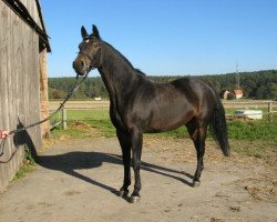 broodmare Gwenn B (Oldenburg, 1993, from Pablo)