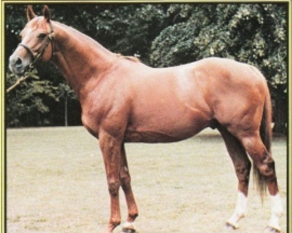 stallion Imperial March xx (Thoroughbred, 1972, from Forli xx)