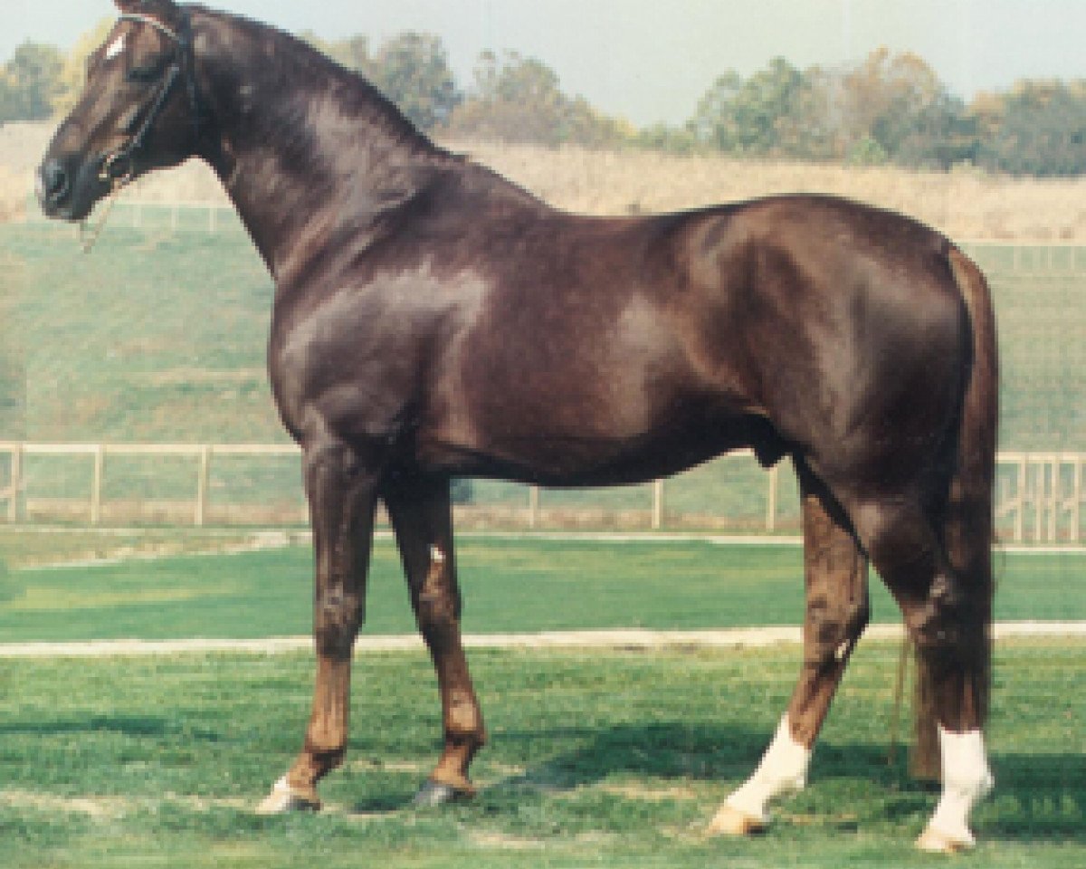 stallion Parabol (Westphalian, 1983, from Paradox I 1697)