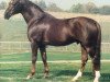 stallion Parabol (Westphalian, 1983, from Paradox I)