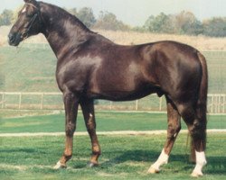 stallion Parabol (Westphalian, 1983, from Paradox I 1697)