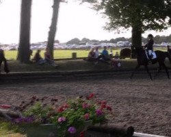 dressage horse Harry Potter 59 (Hanoverian, 2007, from Hofrat)