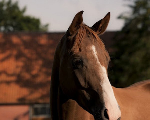 dressage horse Salue (Hanoverian, 2007, from Samarant)