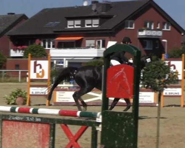 jumper Hermine von Rötteln (Hessian Warmblood, 2002, from Heraldik xx)