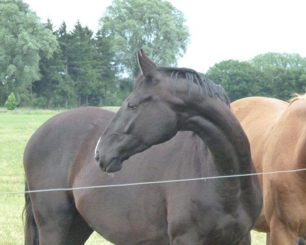 dressage horse Dansito (Hanoverian, 2009, from Dancier)