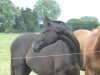 dressage horse Dansito (Hanoverian, 2009, from Dancier)